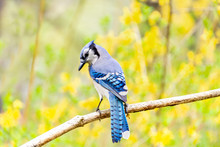 Blue Jay Bird Perched On A Branch With Yellow Flowers