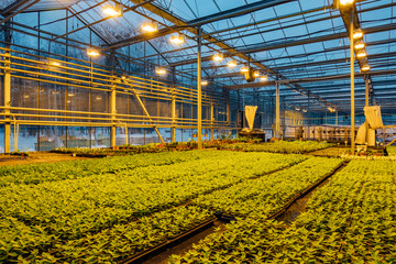 Modern hydroponic greenhouse with complex climate control system for cultivation of agricultural and ornamental plants. Working artificial light in evening