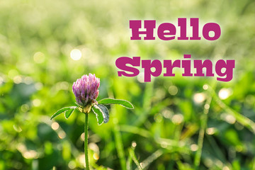 Poster - Beautiful clover flower on green meadow, closeup