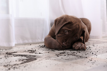 Wall Mural - Chocolate Labrador Retriever puppy and dirt on floor indoors