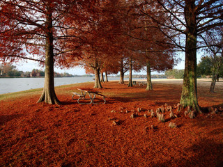 View of Cypress trees with red leaves at University Lake, Baton Rouge, Louisiana, USA