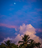 Fototapeta  - Clouds over palms