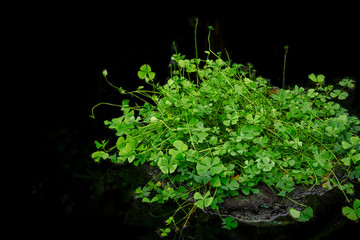 patch of clovers black background 