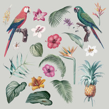 Macaw Foliage Illustration