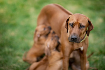 Rhodesian Ridgeback nursing her puppies on green grass