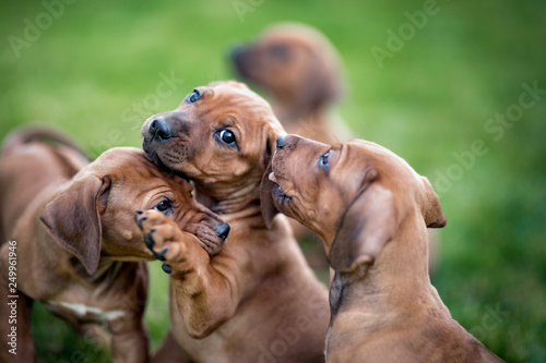 Cuadros en Lienzo Rhodesian ridgeback puppies playing on green grass