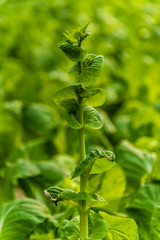 Cabbage flower