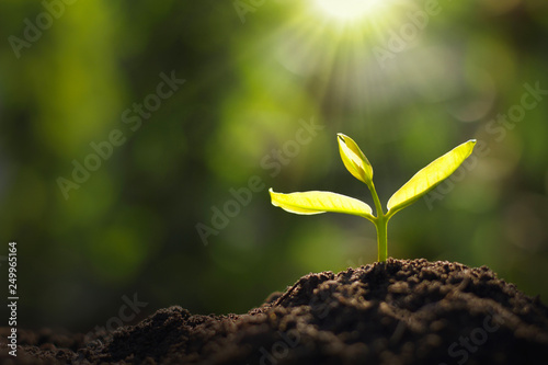Fotografía growing young plant in garden and morning light