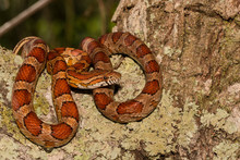 Corn snake in a live oak tree - Pantherophis guttatus