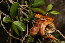 Corn snake from Okeechobee county, FL - Pantherophis guttatus
