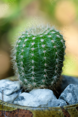 Cactus in pots