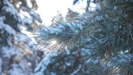 Wall Mural - branch pine tree sunlight glare winter landscape during sunset. winter pine the sun forest in the snow sunlight movement. frozen frost Christmas New Year tree. concept new year winter . slow motion