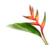 Heliconia bihai (Red palulu) flower with leaf, Tropical flowers isolated on white background, with clipping path 
