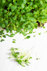 Wall Mural - Microgreens arugula sprouts