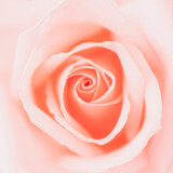 Fototapeta Sypialnia - Valentine love heart coral fresh pink rose