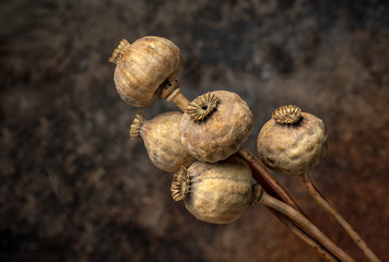 Drying Poppy Seed Heads