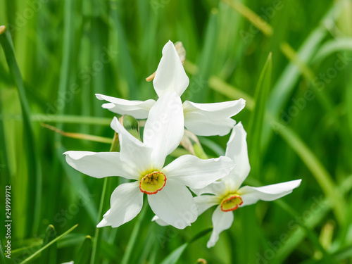 Fotografía Flowering wild narrow leaf narcissus in natural habitat close-up