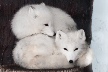 a pair of arctic foxes in white winter fur against a dark background lie on top of each other mio curled up.