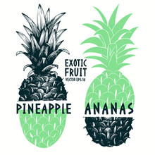 Collage Hand Drawn Pineapple. Vector Tropical Summer Fruit Engraved Style Illustration. Can Be Use For Adversiting, Packaging, Greeting Cards, Posters.