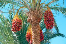Ripe Fruits Of Date Tree Hang On Tree. Dates Hang On Tree. Tropical Fruits