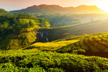 Tea Plantation And St Claire Waterfall At Sunrise, Sri Lanka