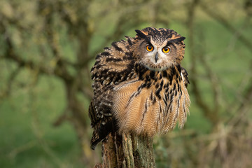 Aufkleber - An eagle owls feeling threatened so it fluffs or ruffles its feathers and is facing forward