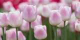 Fototapeta Tulipany - delicate pink and red tulips in summer field