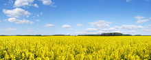 Idyllic Landscape, Yellow Colza Fields Under The Blue Sky And Wh
