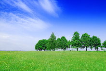 Idyllic View, Row Of Trees Among Green Fields