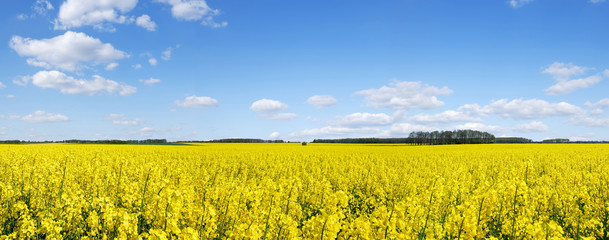 Idyllic landscape, yellow colza fields under the blue sky and wh