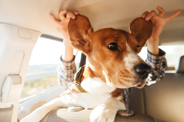 Wall Mural - Image of young woman playing around with her brown pedigree puppy, while riding in car