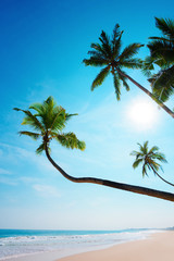 Wall Mural - Palm trees on tropical shore. Remote island beach with clean sand sunny summer getaway.