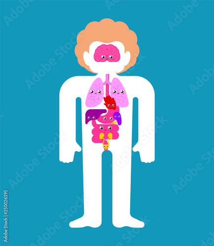 Cute Human anatomy organs Internal. cartoon style Systems of man body ...