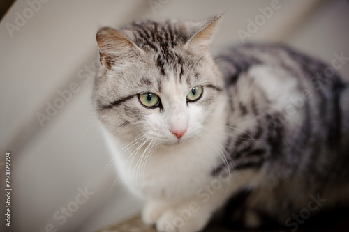 Cute Gray And White Cat With The Light Green Eyes Sitting On The