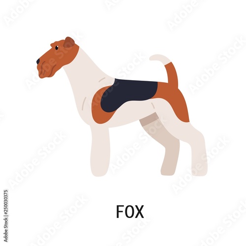 Wire Fox Terrier Lovely Dog Of Hunting Breed With Wiry Coat Side