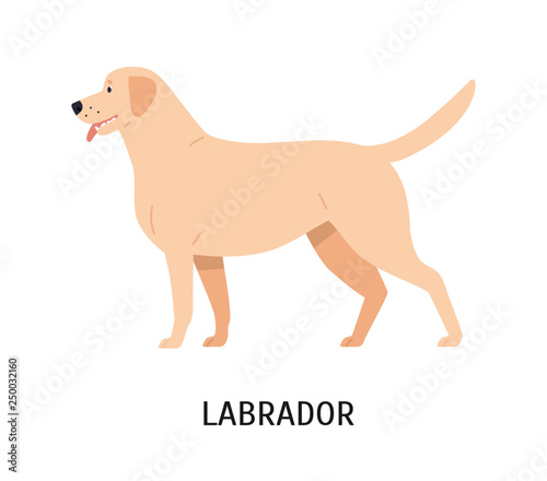 Labrador Retriever Funny Hunting Dog Or Gundog Isolated On White