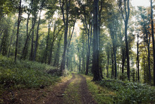 Natural Green Forest Landscape, Dirt Road Between Trees In Morning Light, Summer Forest Landscape