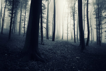 Wall Mural - dark woods scene, trees in fog and mysterious path leading to wonderland