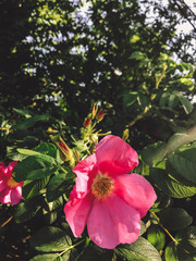 Poster - Fresh pink roses and green leaves,  wild rose bush. Beautiful tender shrub with red flowers in sunny light in garden. Hello spring.