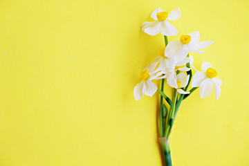 Wall Mural - Yellow white daffodil, narcissus, jonquil flower close up on bright yellow background with a lot of copy space for text. Blank template for Mother's day, March 8 women's day, Valentine greeting card