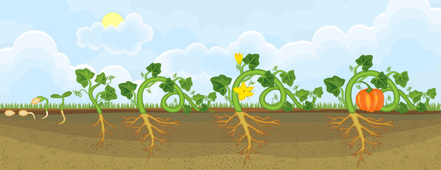 Wall Mural - Life cycle of pumpkin plant. Growth stages from seeding to flowering and fruit-bearing pumpkin plant