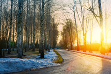 Spring Park Road, March Birch Grove At Sunset