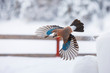Birds in winter - Eurasian jay, Garrulus glandarius,  during a snow season.