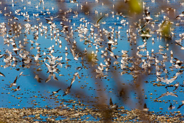 Sticker - seagulls and sea