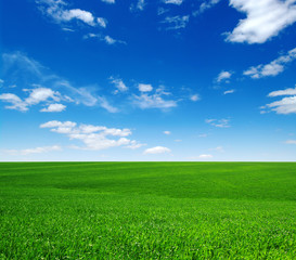Wall Mural - green field and blue sky