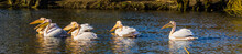 Group Of Beautiful Great White Pelicans Swimming In The Water Together, Birds From Eurasia