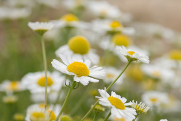 Chamomile flowers detail