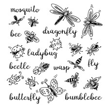 Insects Doodle Set, Vector Collection Isolated On White Background