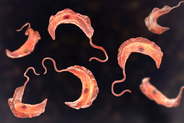 Wall Mural - Trypanosoma brucei parasites, 3D illustration. A protozoan that is transmitted by tse-tse fly and causes African sleeping sickness