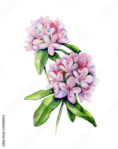 Tropical rhododendron flower watercolor isolated on white. Interior artwork w...